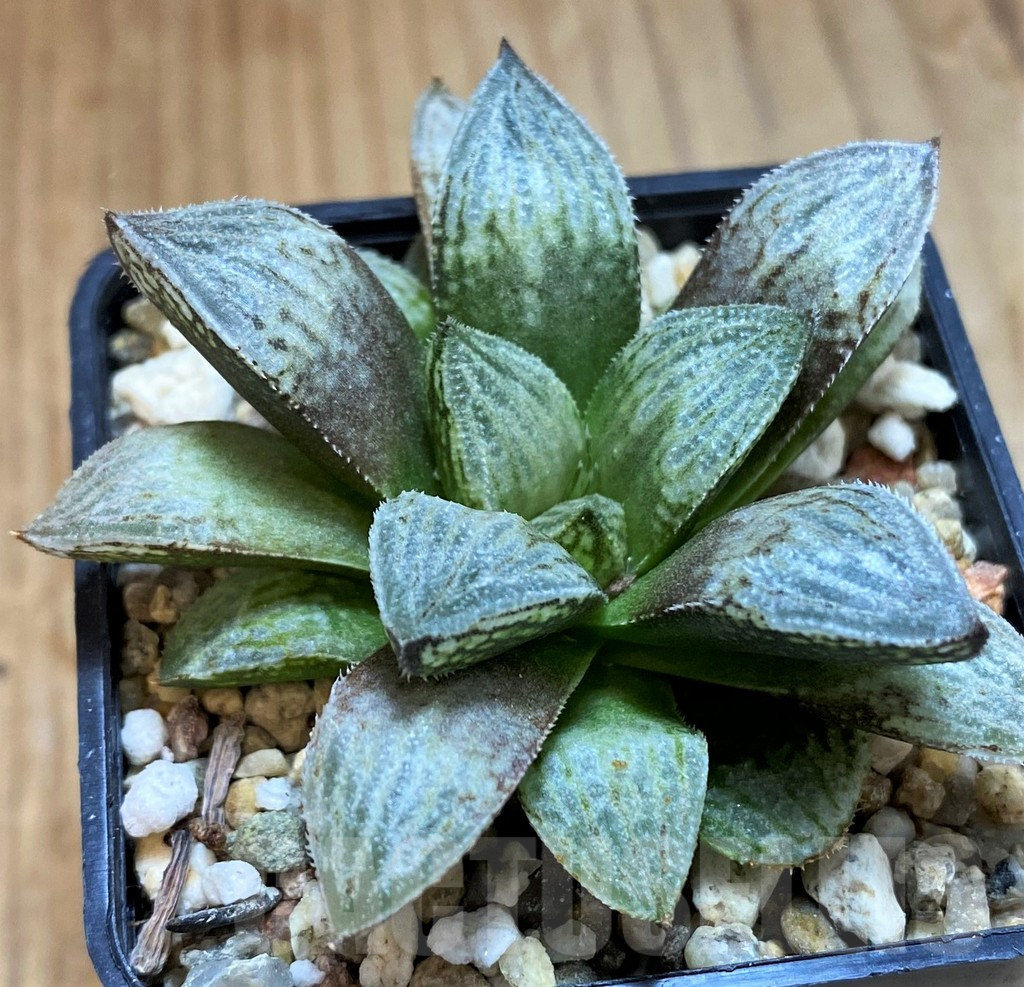 VVG16074 Haworthia 'Yumedono' hybrid F2 - Image 2