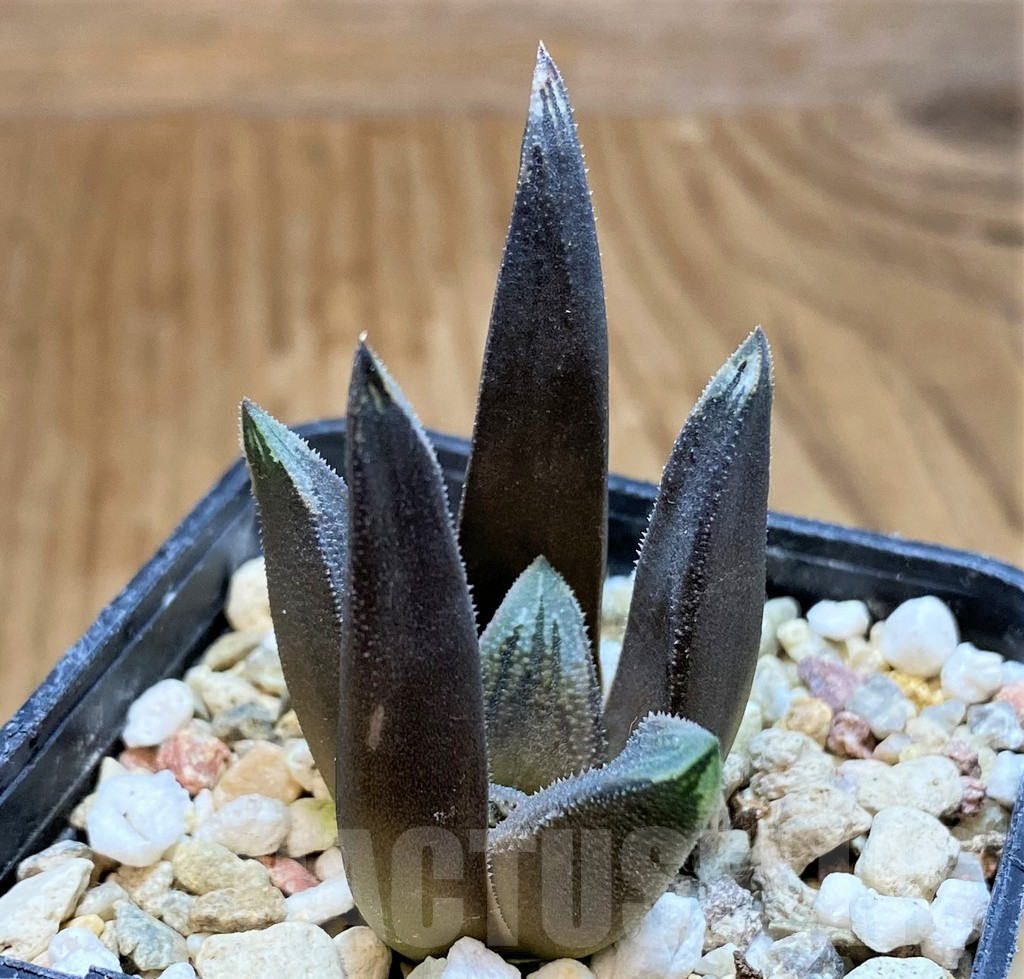 SH16077 Haworthia floribunda hybrid