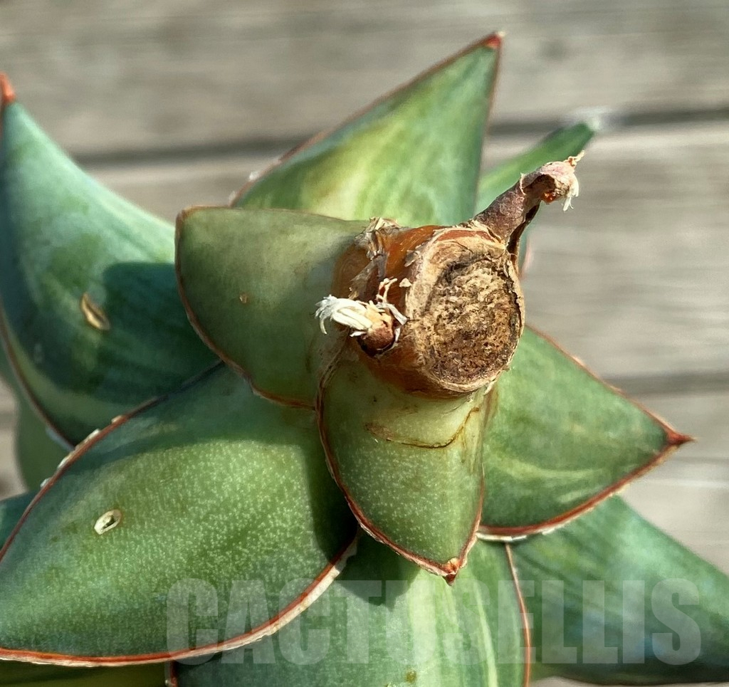 SH16285 Sansevieria 'Kimayo' f. variegata - Image 3