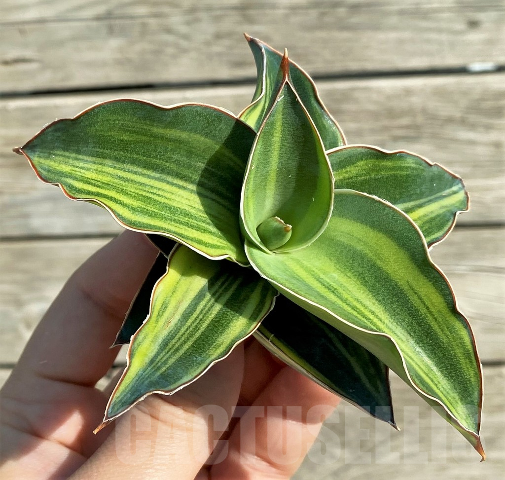 SH16285 Sansevieria 'Kimayo' f. variegata - Image 2