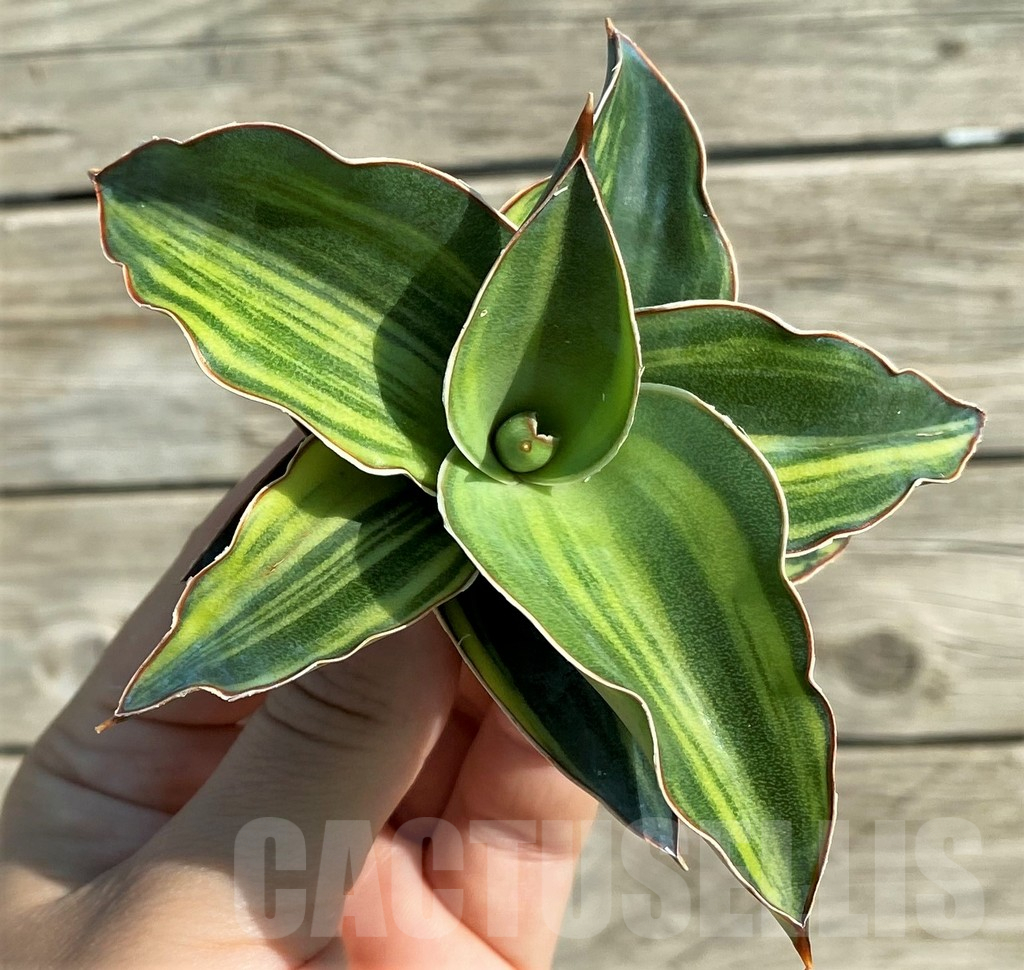 SH16285 Sansevieria 'Kimayo' f. variegata