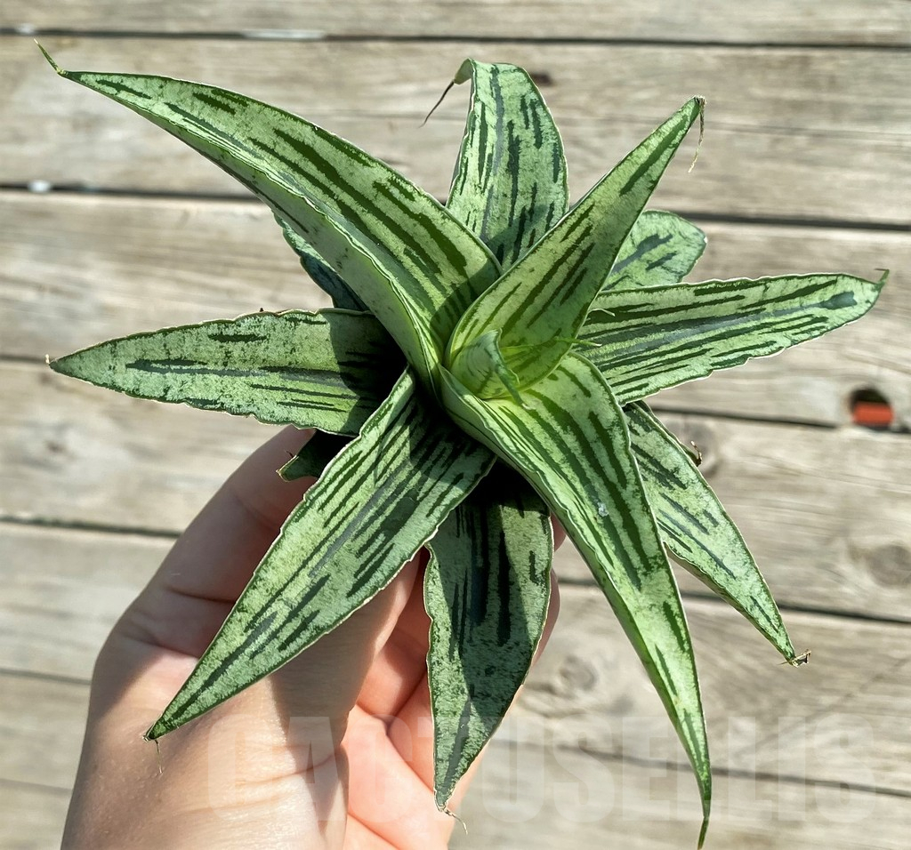 SH16286 Sansevieria 'Bianca' hybrid - Image 3