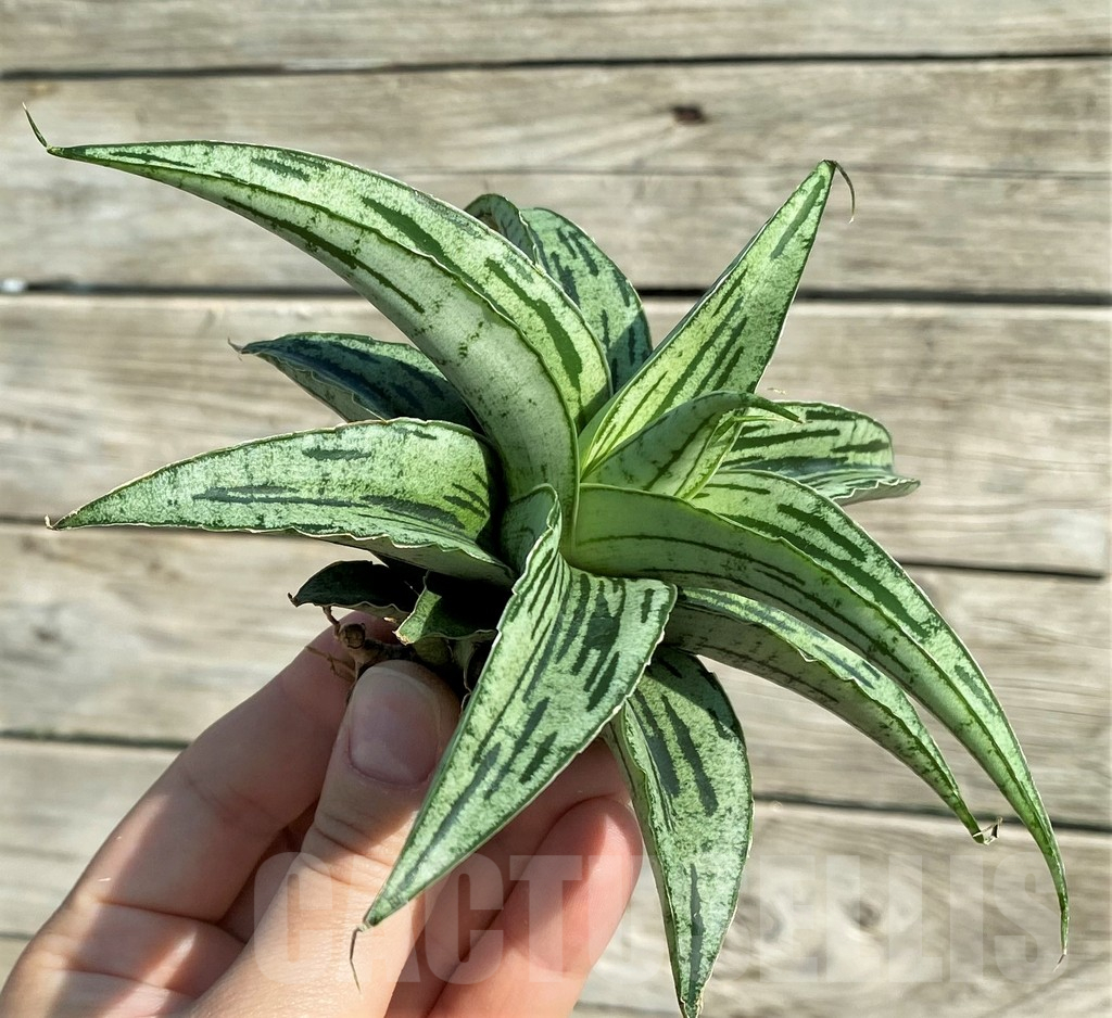 SH16286 Sansevieria 'Bianca' hybrid - Image 2