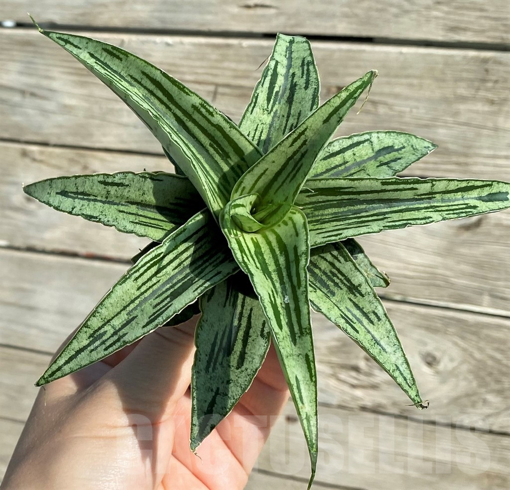 SH16286 Sansevieria 'Bianca' hybrid