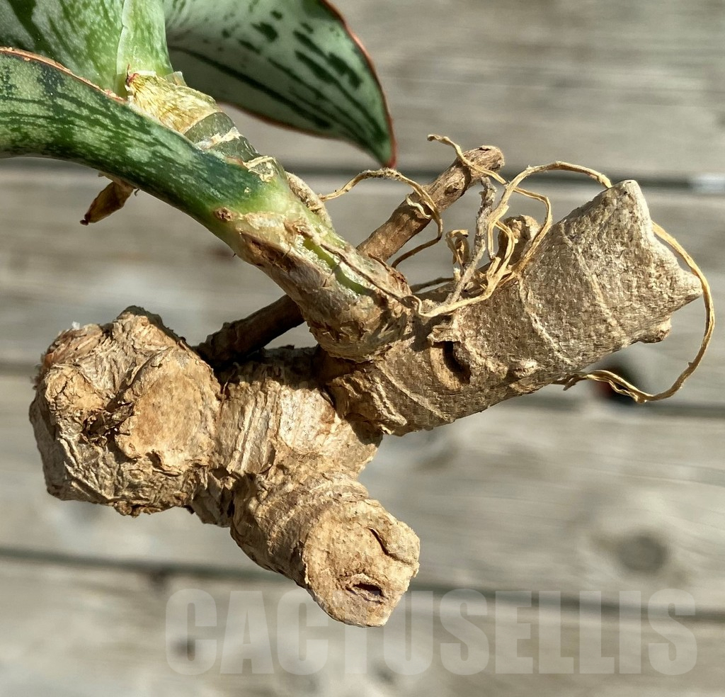 SH16288 Sansevieria 'Cleopatra' - Image 3