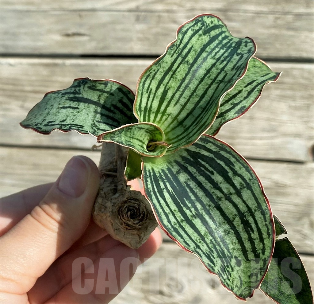 SH16288 Sansevieria 'Cleopatra'