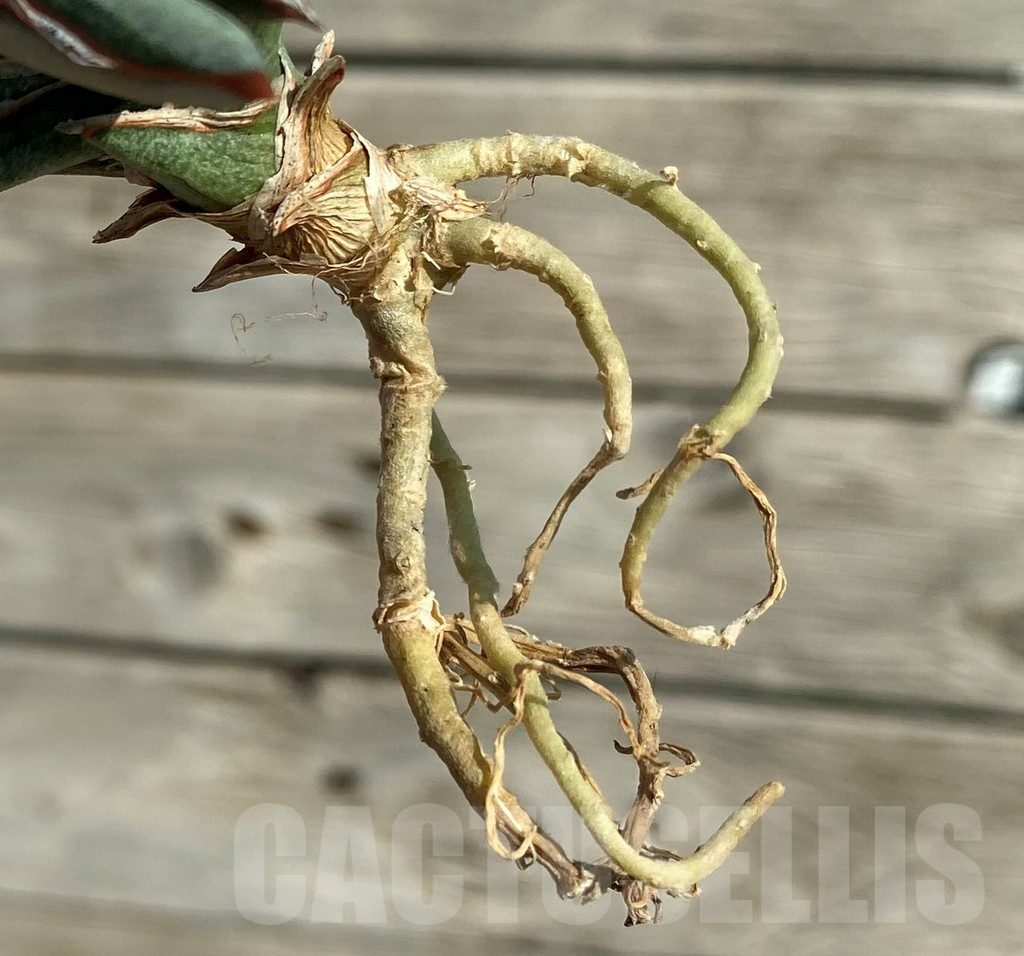 SH16293 Sansevieria 'Silver Clone' mediopicta - Image 3