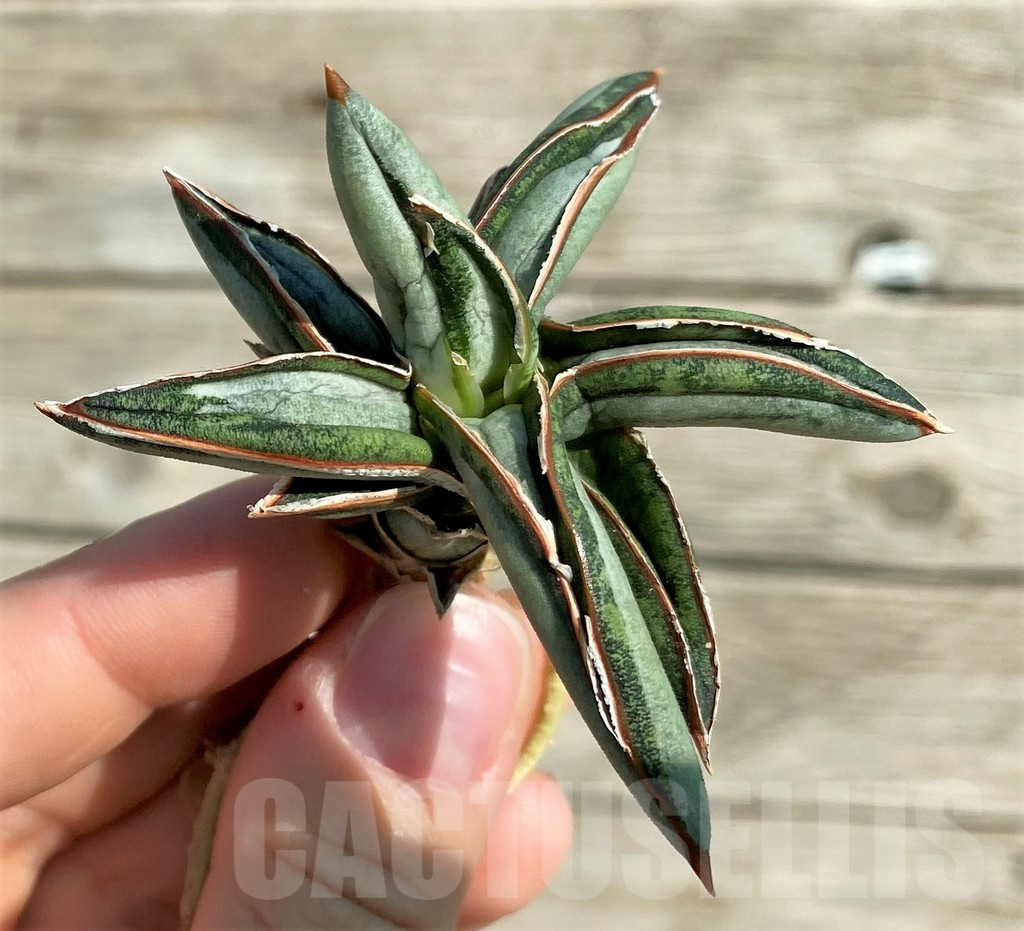 SH16293 Sansevieria 'Silver Clone' mediopicta - Image 2