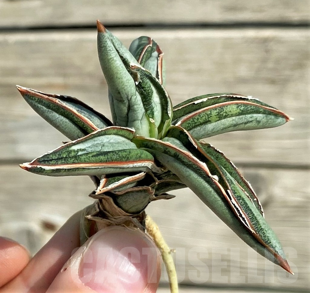 SH16293 Sansevieria 'Silver Clone' mediopicta