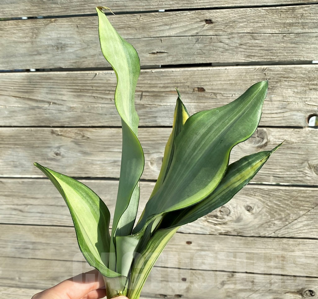 SH16260 Sansevieria 'Moonshine' f. variegata