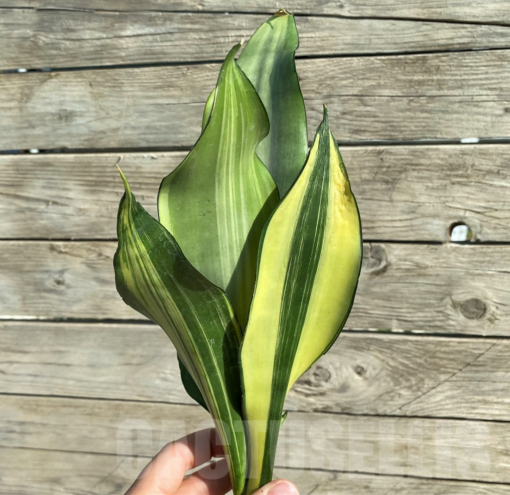 SH16260 Sansevieria 'Moonshine' f. variegata - Image 3
