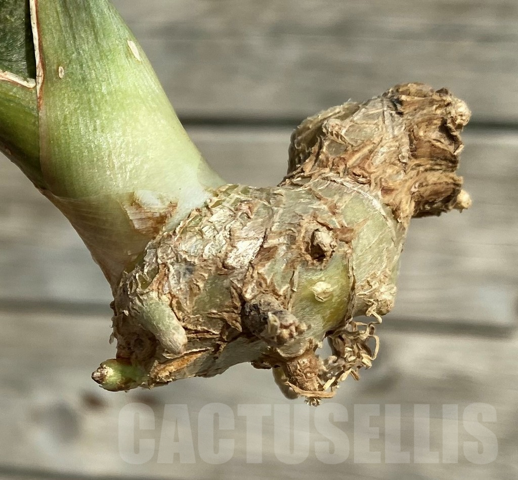 SH16303 Sansevieria kirkii ‘Coppertone’ hybrid - Image 2