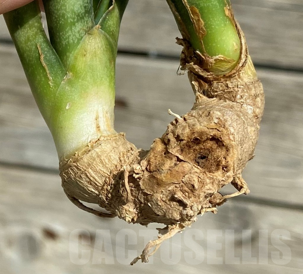 SH16315 Sansevieria masoniana 'White Roset' - Image 2
