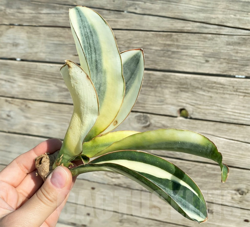 SH16315 Sansevieria masoniana 'White Roset'