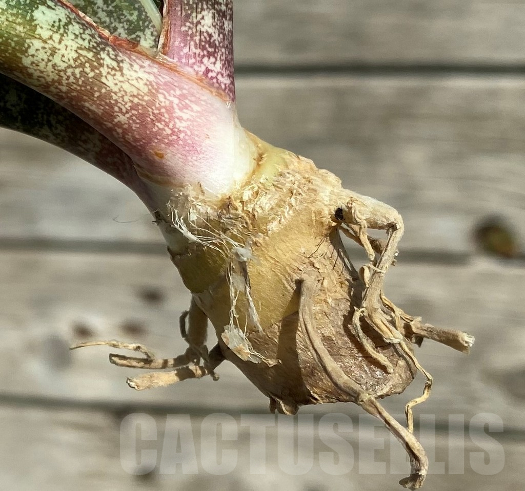 SH16323 Sansevieria 'Horwood' - Image 3