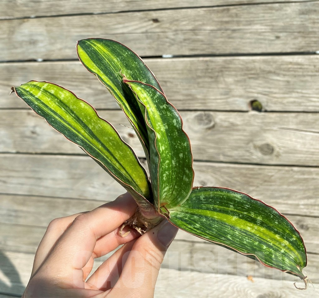 SH16323 Sansevieria 'Horwood'