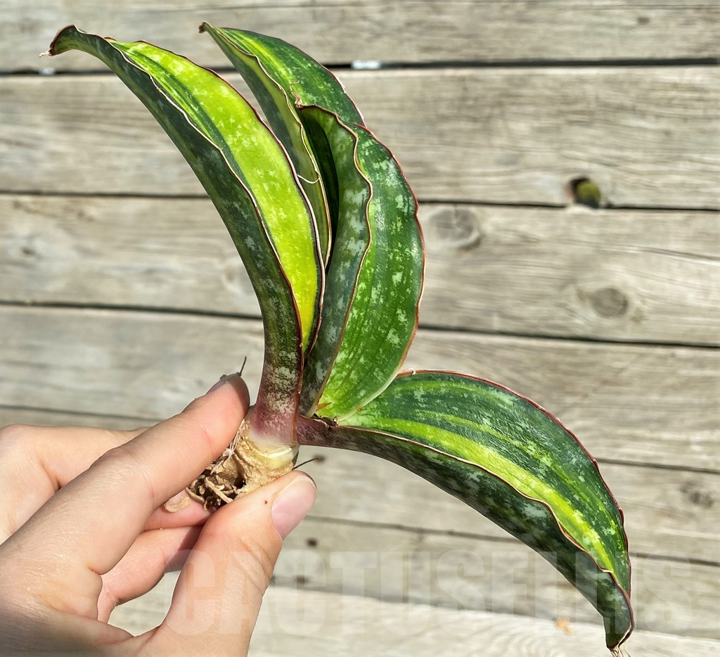 SH16323 Sansevieria 'Horwood' - Image 2