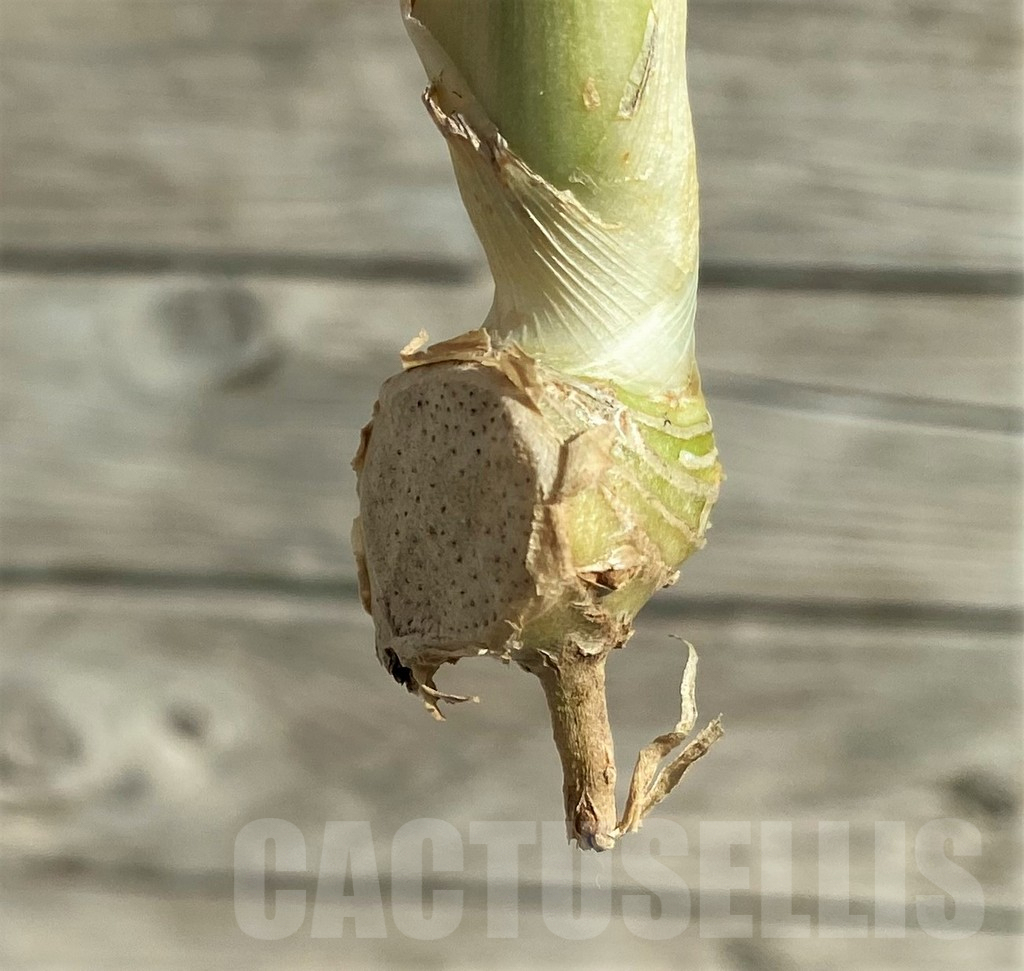 SH16269 Sansevieria kirkii 'White' - Image 2