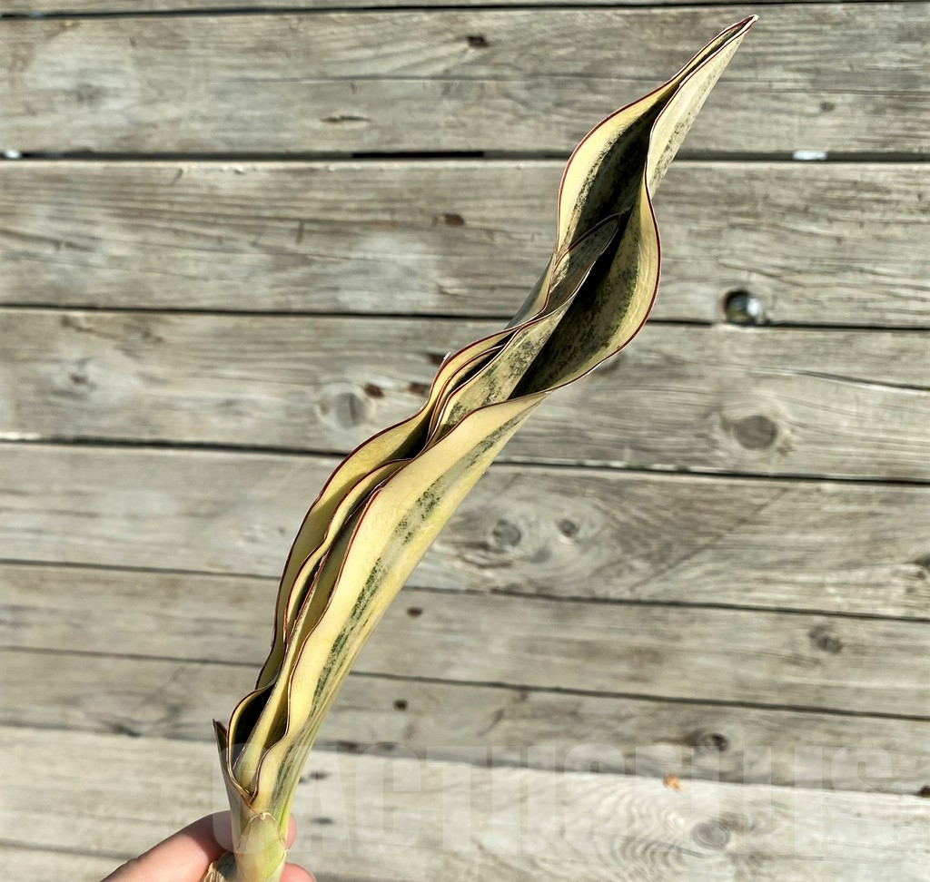 SH16269 Sansevieria kirkii 'White'