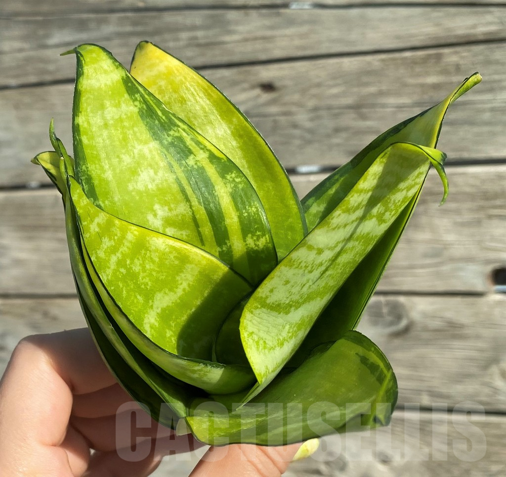 SH16277 Sansevieria hahnii 'Philippine'