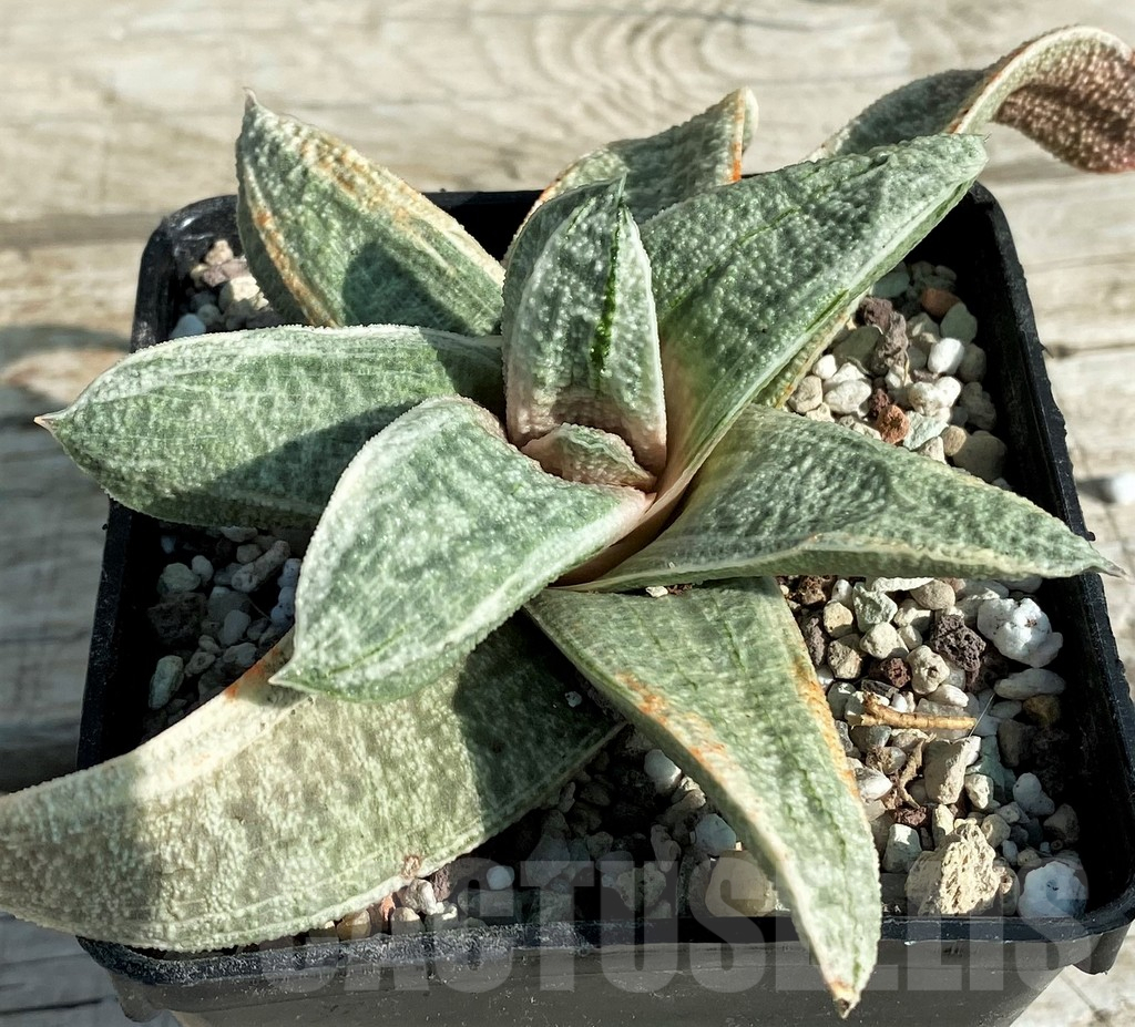 SH16384 Gasteria batesiana 'White' - Image 2