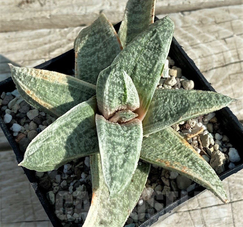 SH16384 Gasteria batesiana 'White'