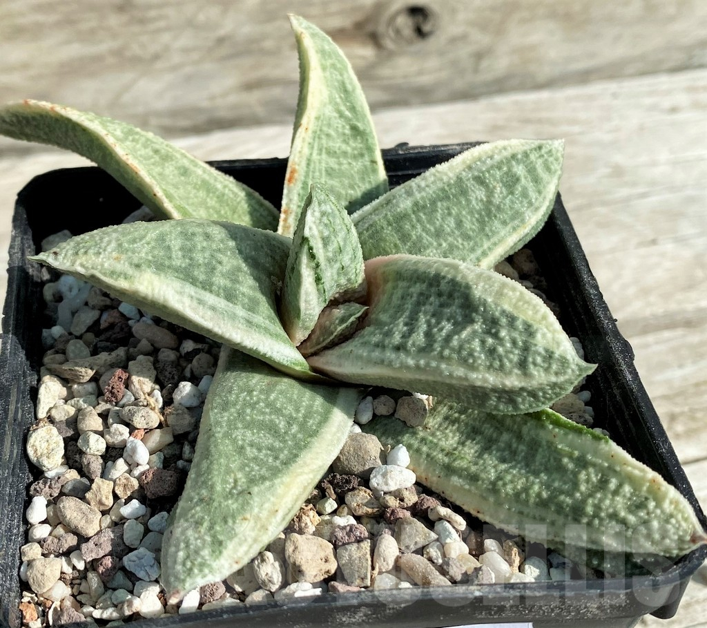 SH16385 Gasteria batesiana 'White'