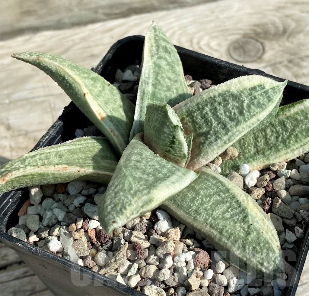 SH16385 Gasteria batesiana 'White' - Image 2