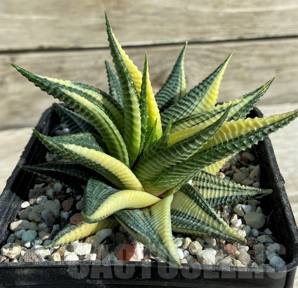 SH16388 Haworthia limifolia f. variegata - Image 2