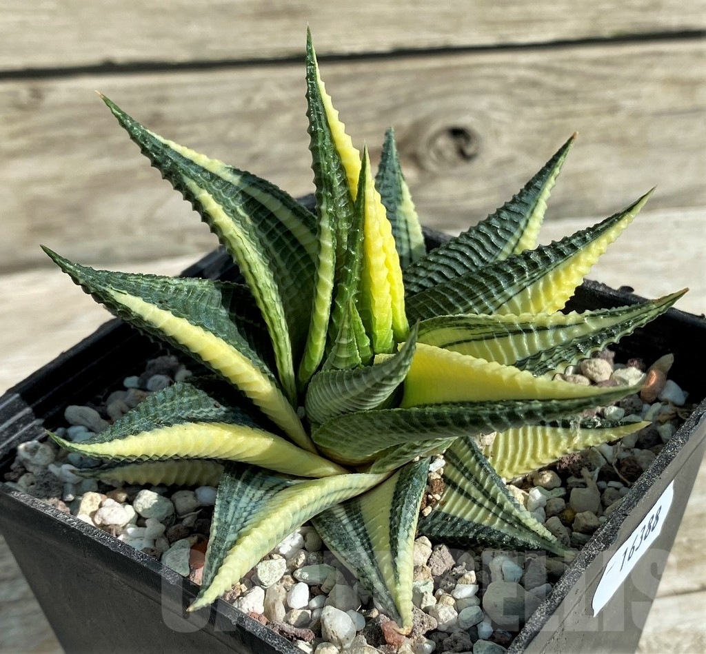 SH16388 Haworthia limifolia f. variegata