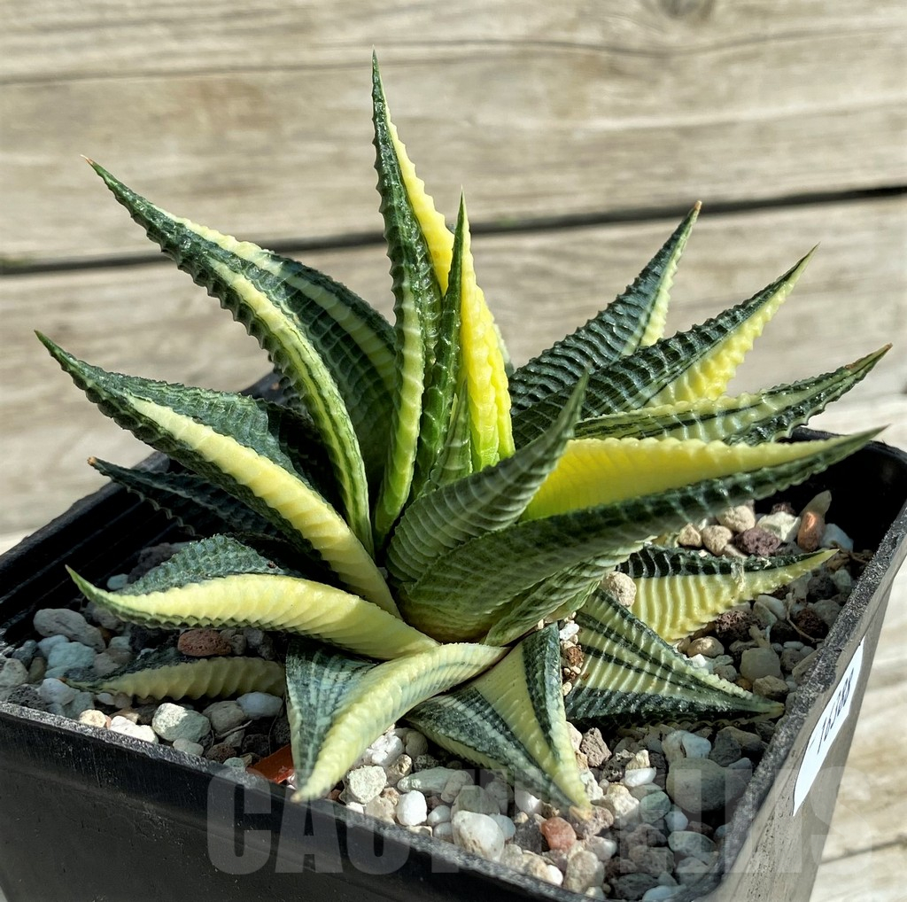 SH16388 Haworthia limifolia f. variegata - Image 3