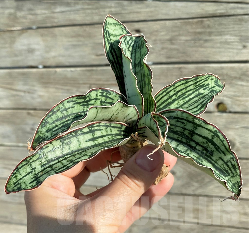 SH16332 Sansevieria ‘Cleopatra’