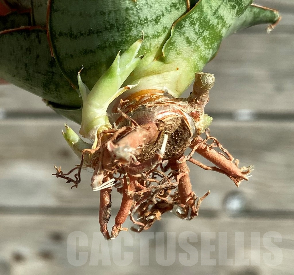 SH16357 Sansevieria ‘Sweet Celery’ - Image 3