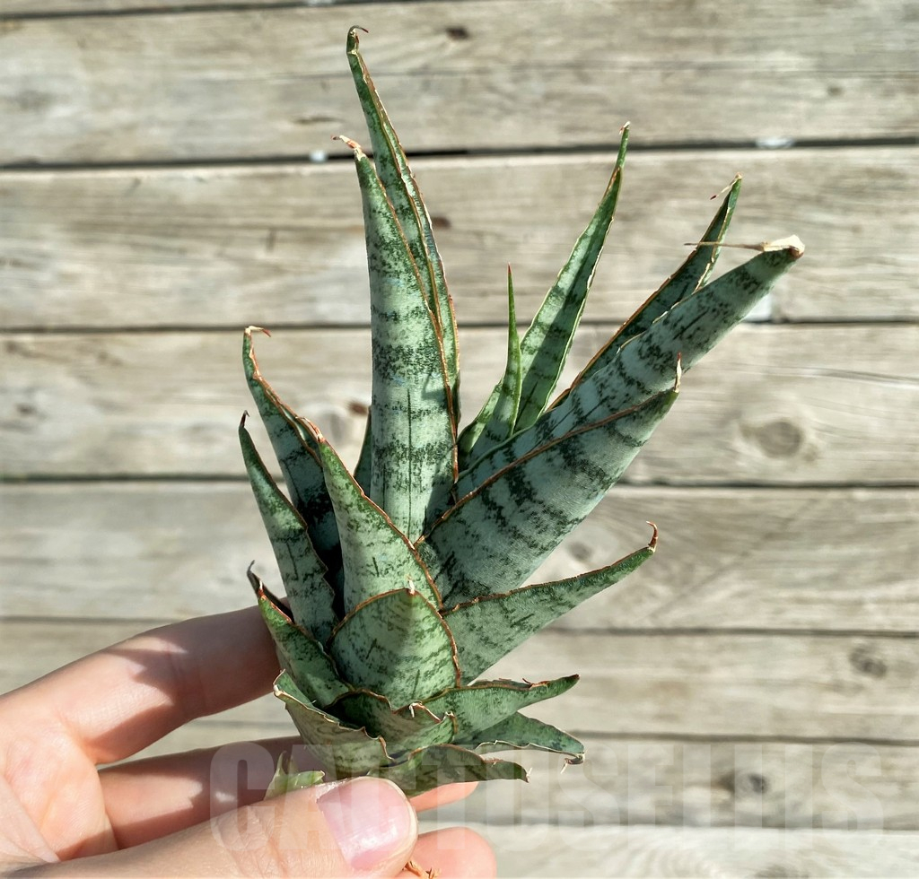 SH16357 Sansevieria ‘Sweet Celery’ - Image 2