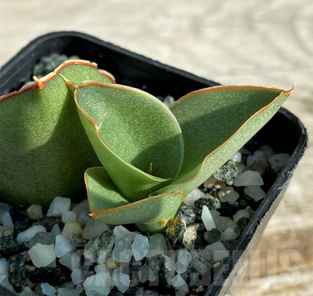 SH16361 Sansevieria 'Bonny'