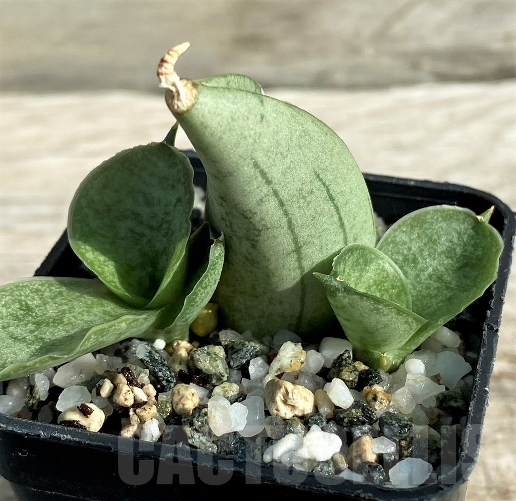 SH16362 Sansevieria 'Meedee'