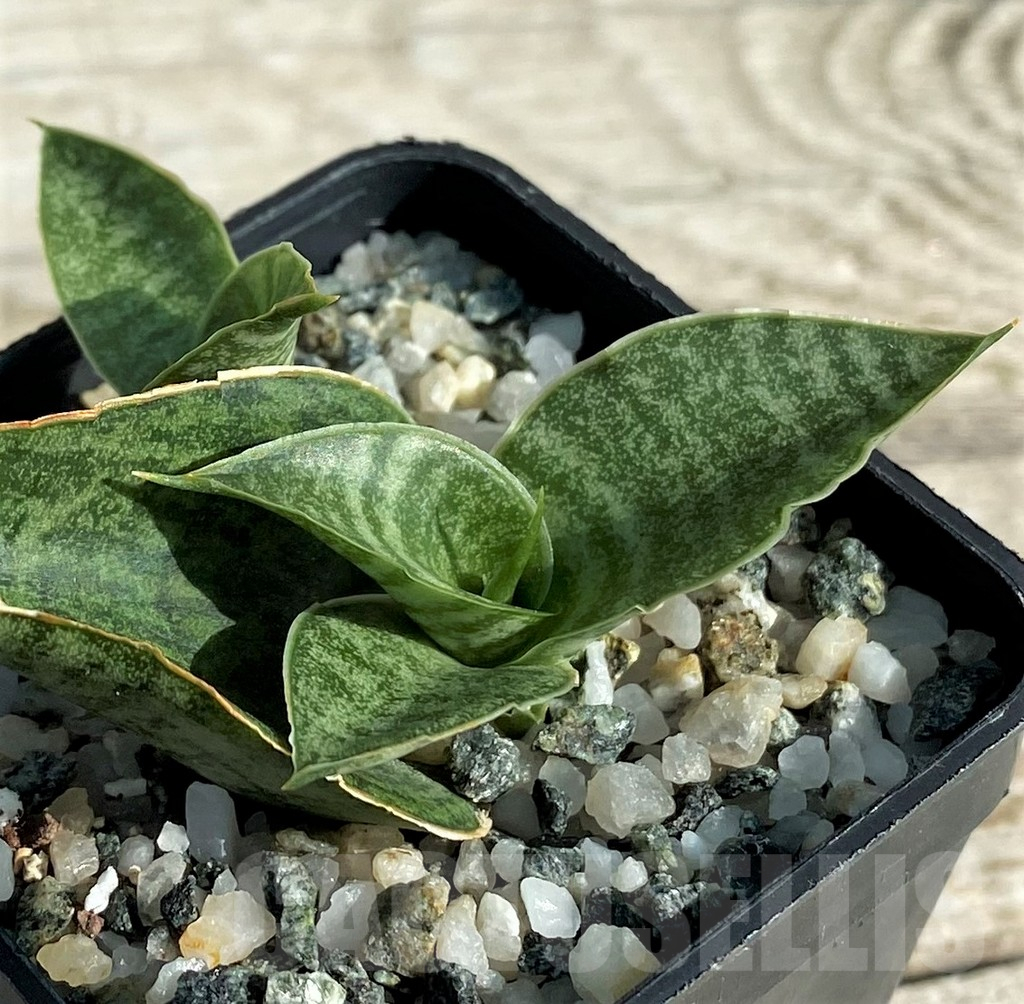 SH16364 Sansevieria 'Sindoro' - Image 2