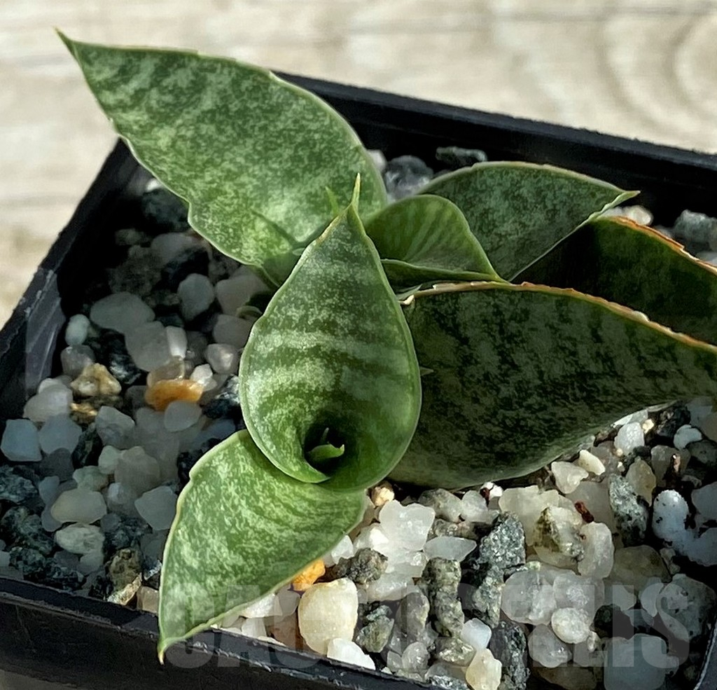 SH16364 Sansevieria 'Sindoro'
