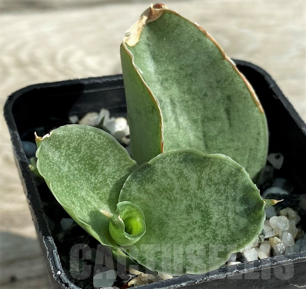 SH16368 Sansevieria ‘Meedee’