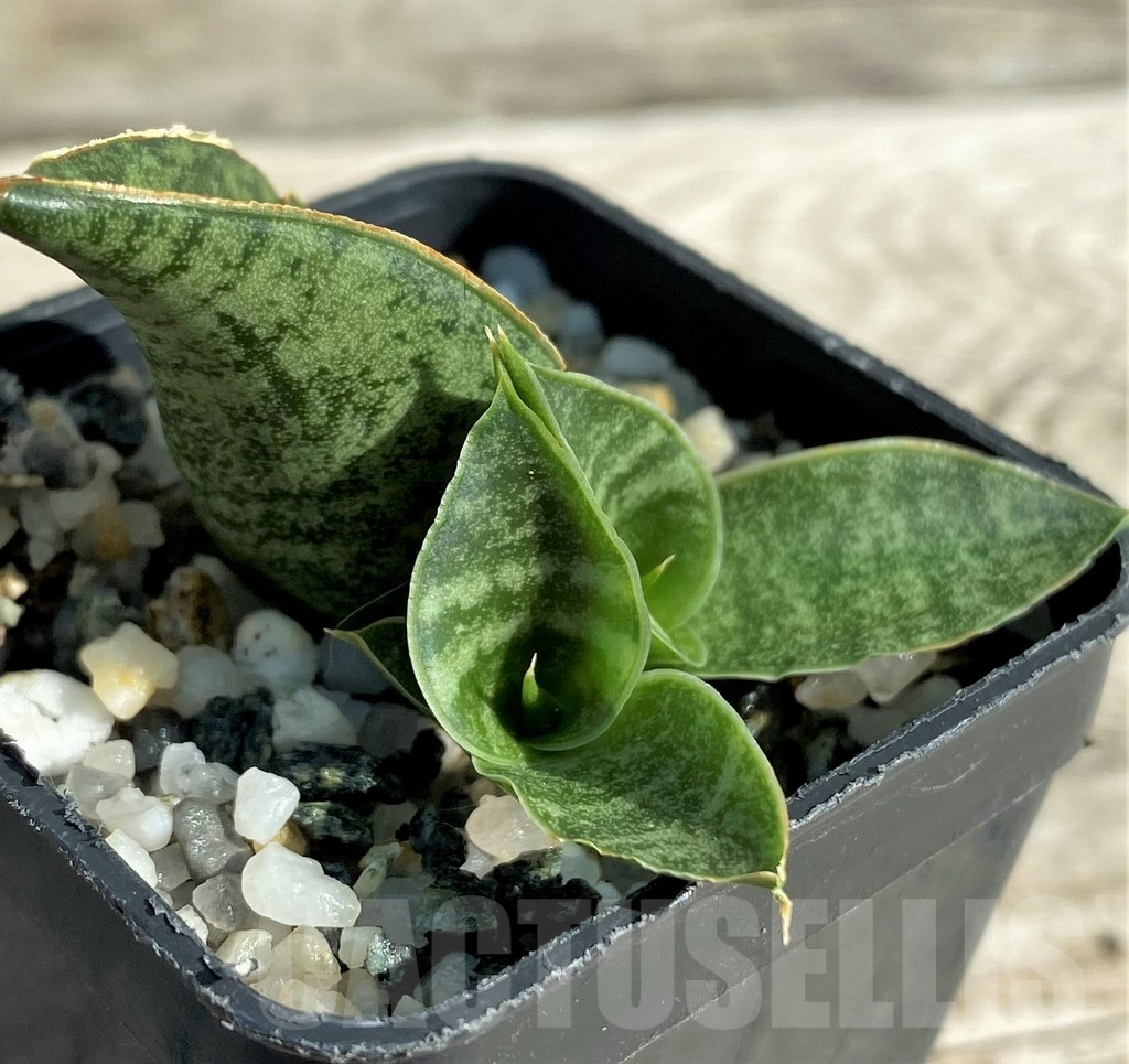 SH16369 Sansevieria ‘Sindoro’
