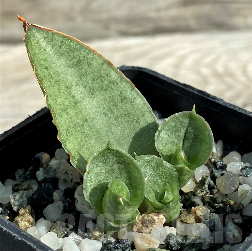 SH16376 Sansevieria ‘Pagoda’