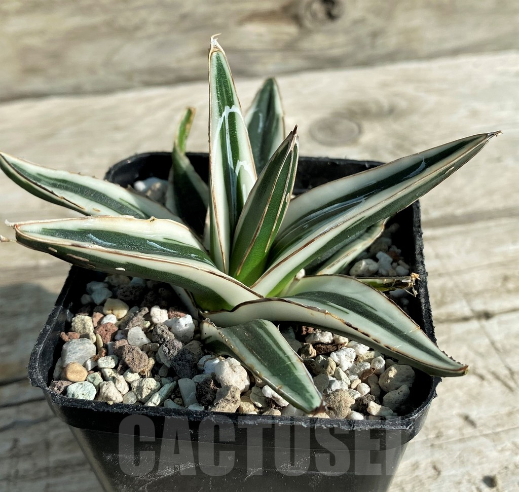 SH16381 Agave victoriae-reginae 'White Rhino'