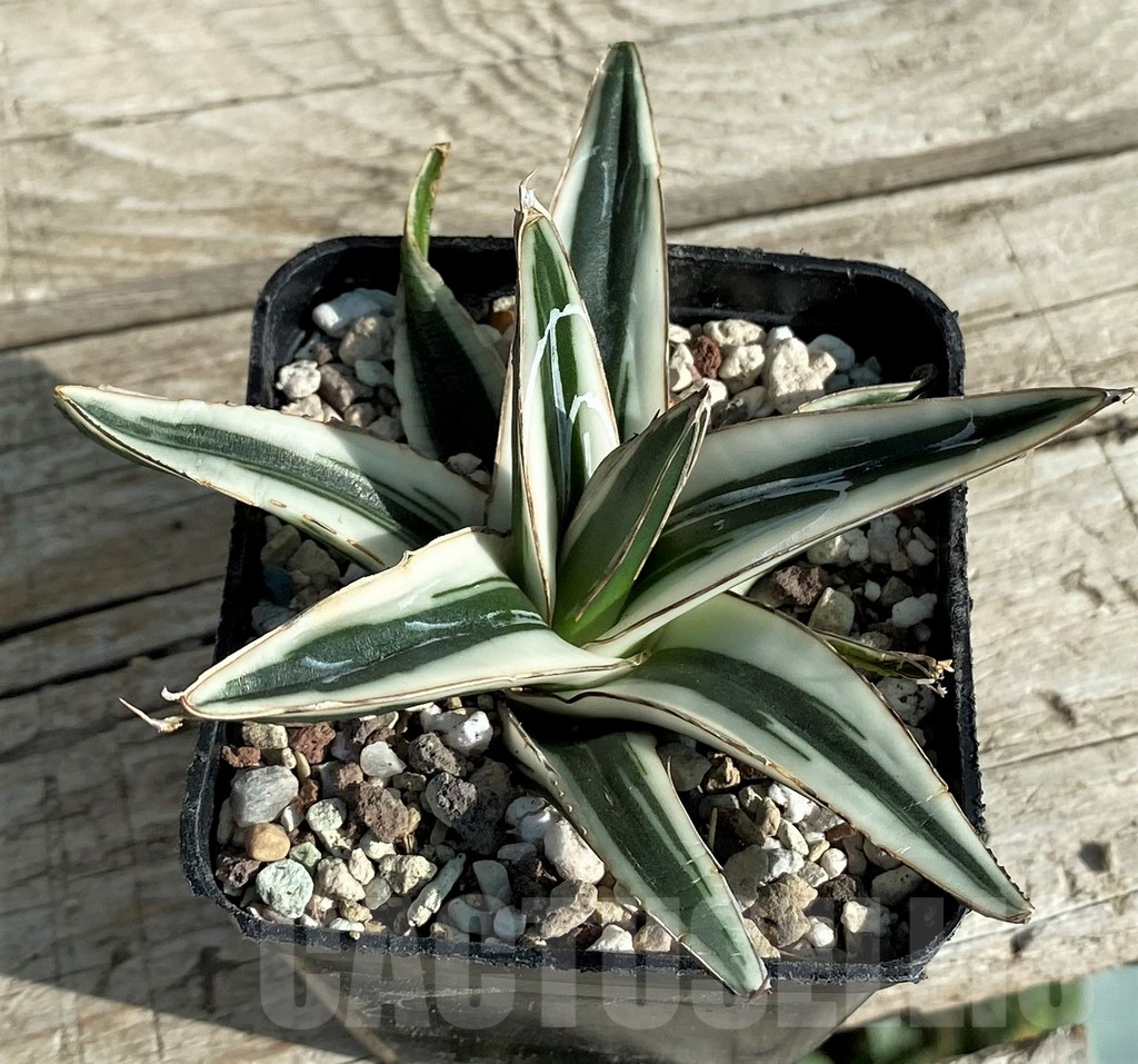 SH16381 Agave victoriae-reginae 'White Rhino' - Image 2