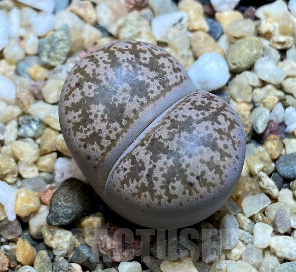 SH16516 Lithops coleorum