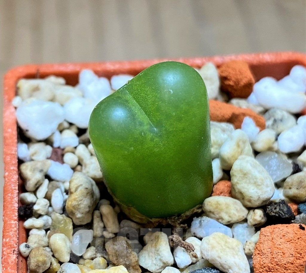 SH16469 Conophytum ratum