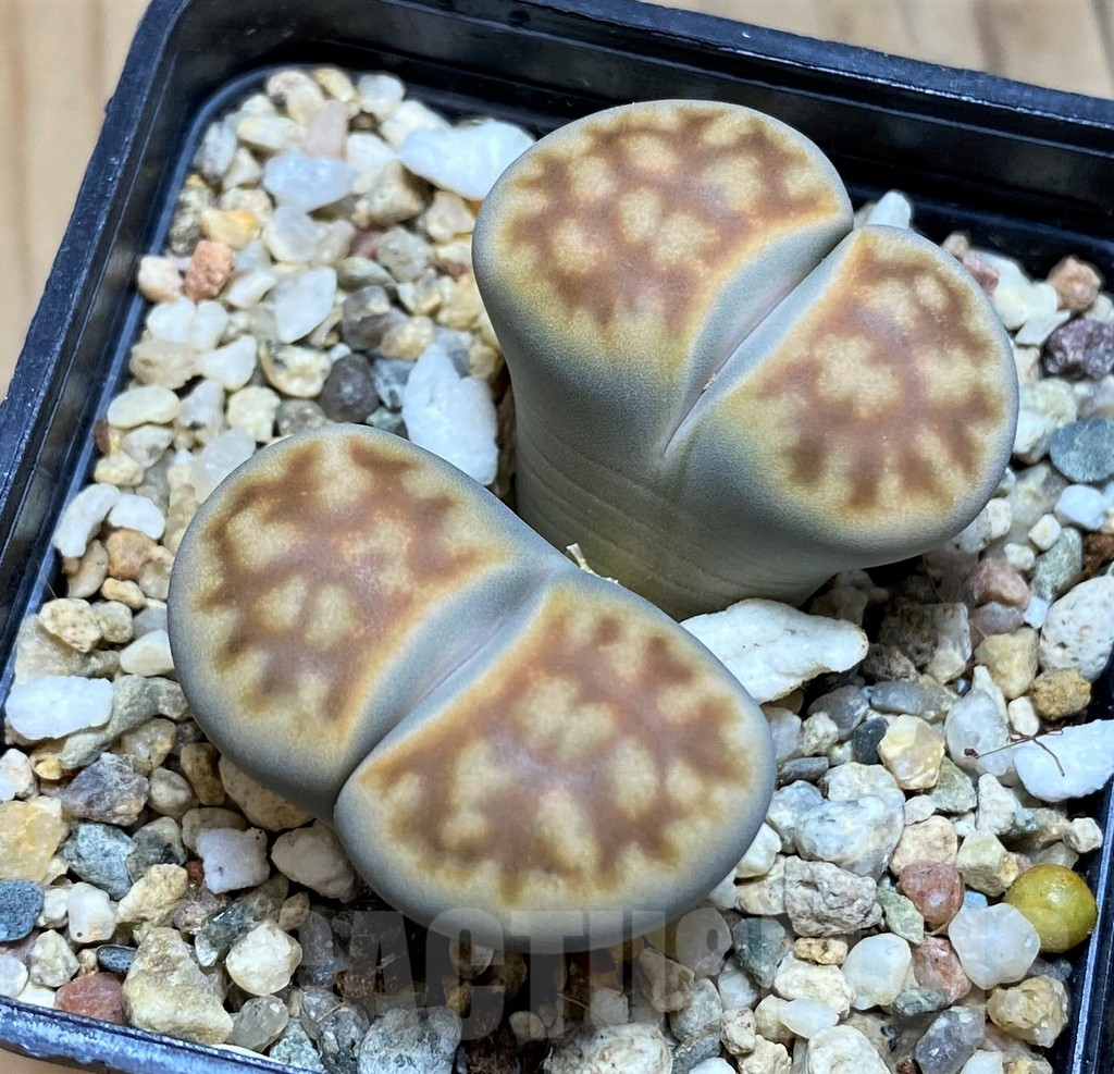 SH16520 Lithops karasmontana v. summitatum