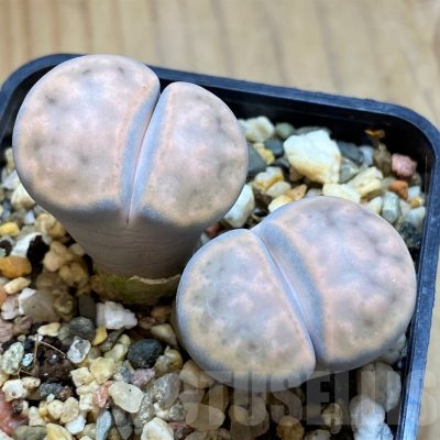 SH16524 Lithops karasmontana v. lerichiana