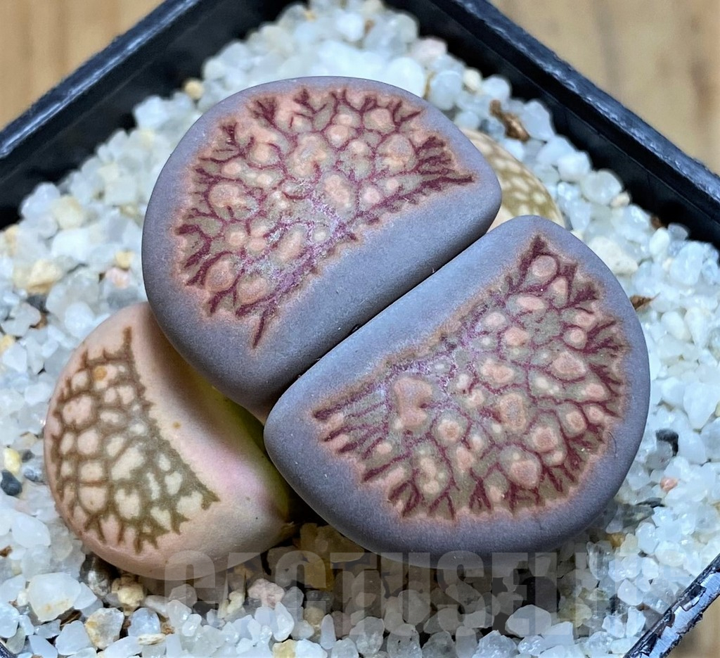 SH16525 Lithops julii ‘Kikushogyoku’