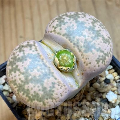 SH16529 Lithops gesinae C078
