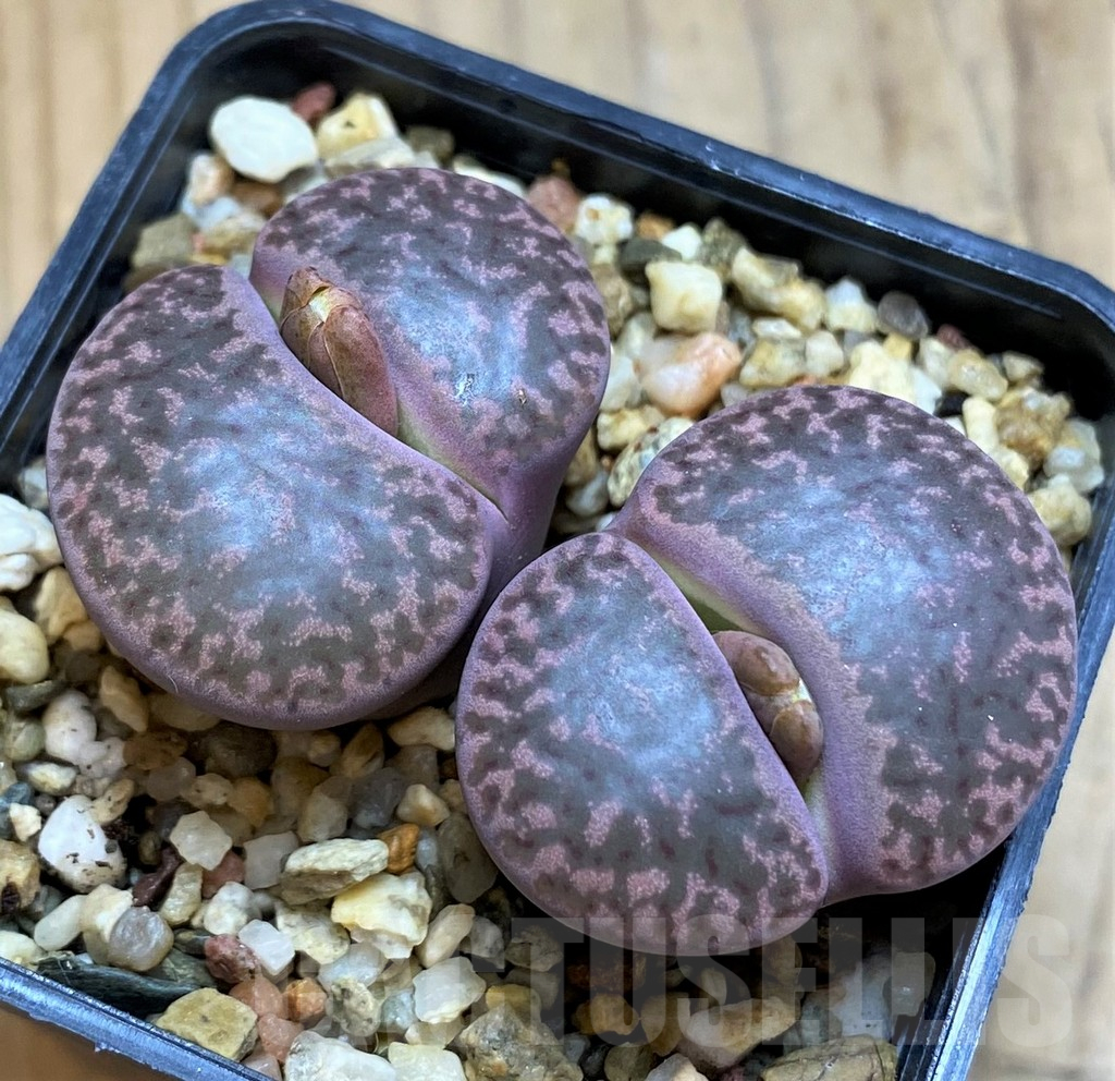 SH16535 Lithops bromfieldii v. glaudinae 'Embers'